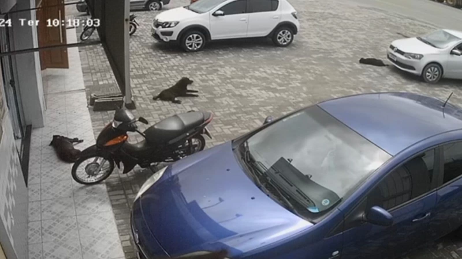 “Estava dormindo”: Cachorra morre após ser atropelada duas vezes por veículo
