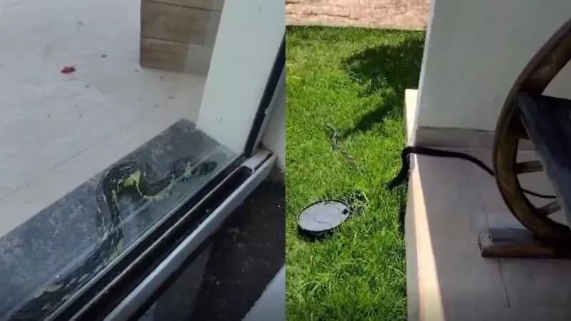 Gestante de oito meses flagra cobra gigante tentando invadir sua residência em SC