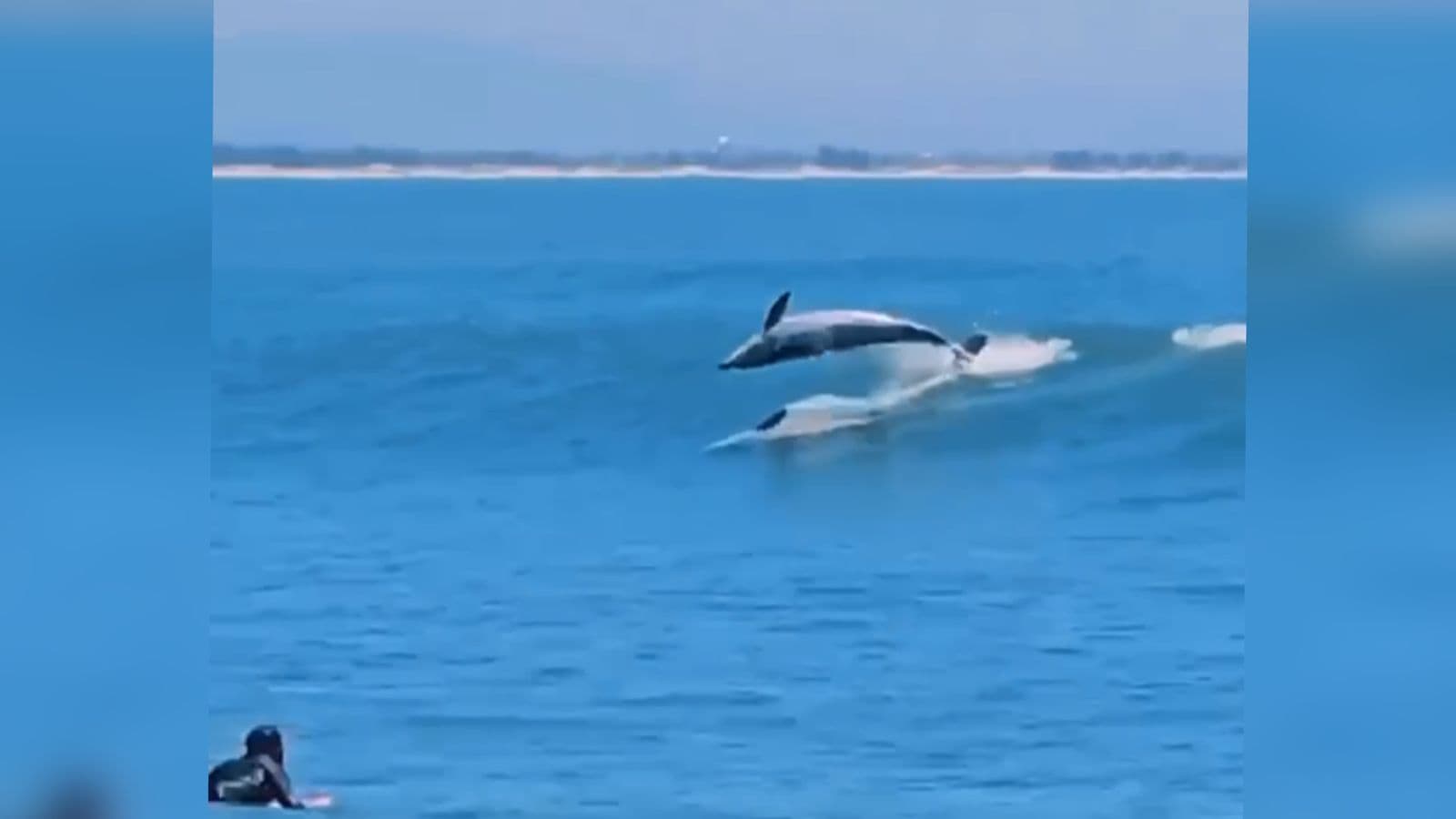 Botos surpreendem surfistas e turistas com espetáculo da natureza em praia de SC