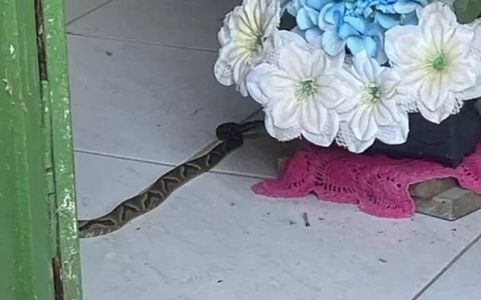 Cobras venenosas são localizadas em altar de igreja catarinense