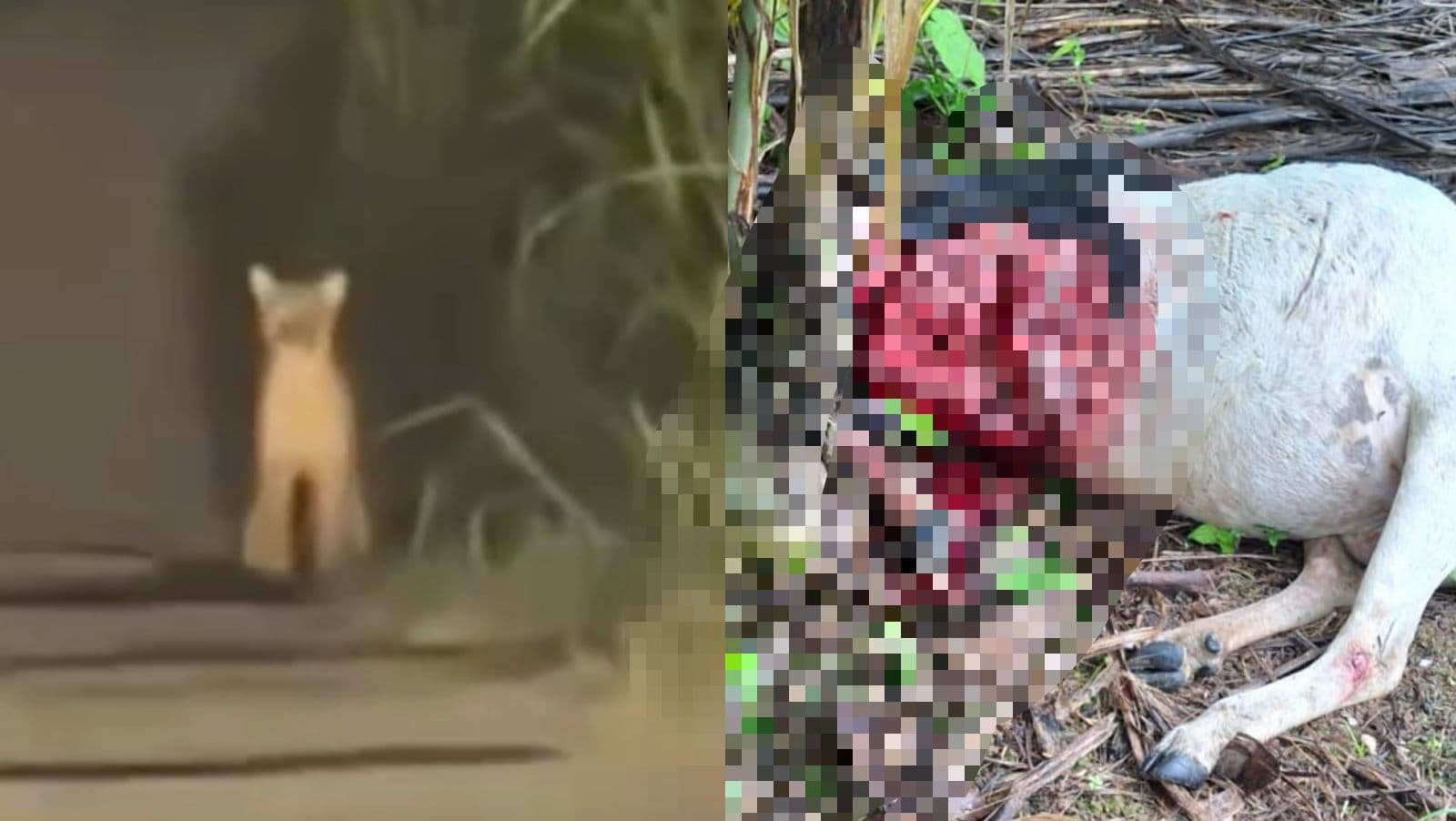 “Arrastou o carneiro”: Puma mata animais e assusta agricultores em Santa Catarina