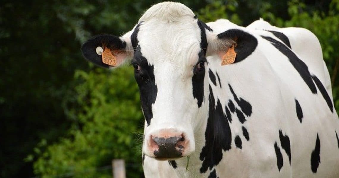 Homem tenta estuprar vaca, leva coice e morre