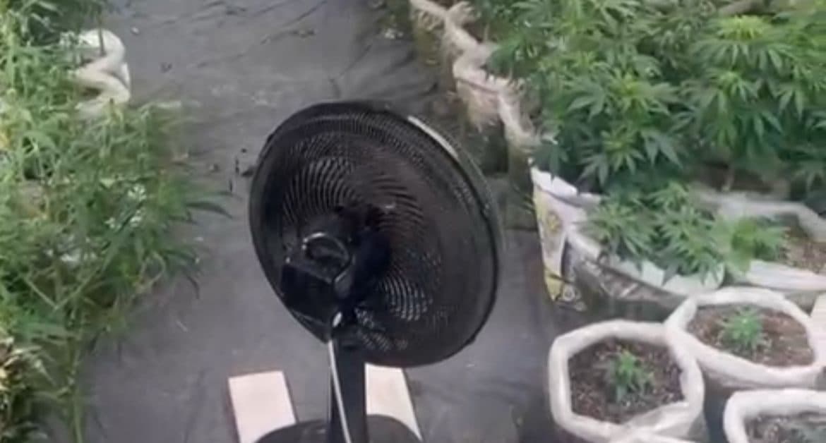 Laboratório do tráfico: casal é preso com 80 pés de maconha e skunk em Florianópolis