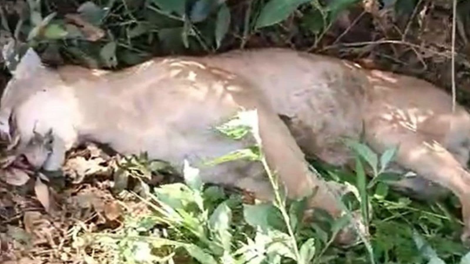 Onça-parda que atacava animais morre atropelada em rodovia de Santa Catarina