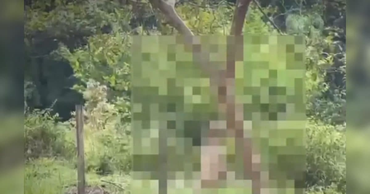 Cachorro é encontrado enforcado em pé de goiabeira em São João Batista