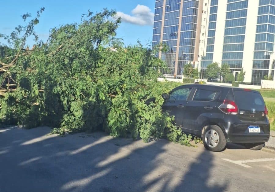 Árvore despenca no Centro de Brusque e atinge dois carros