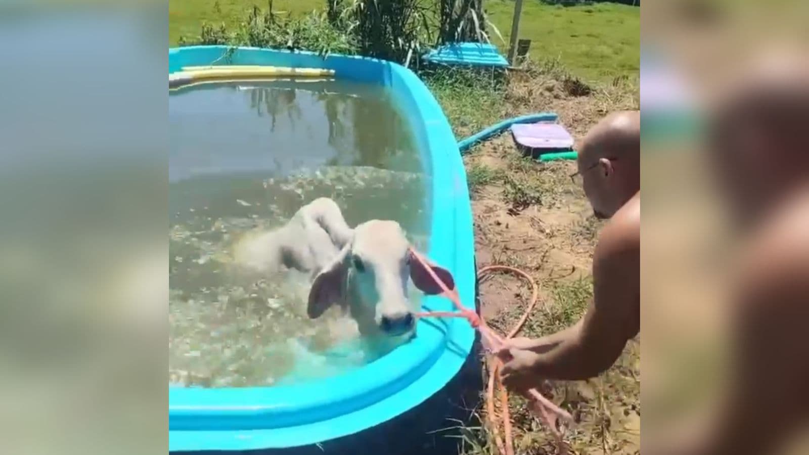 Vaca entra em piscina de residência para fugir do calor e bombeiros são acionados em SC