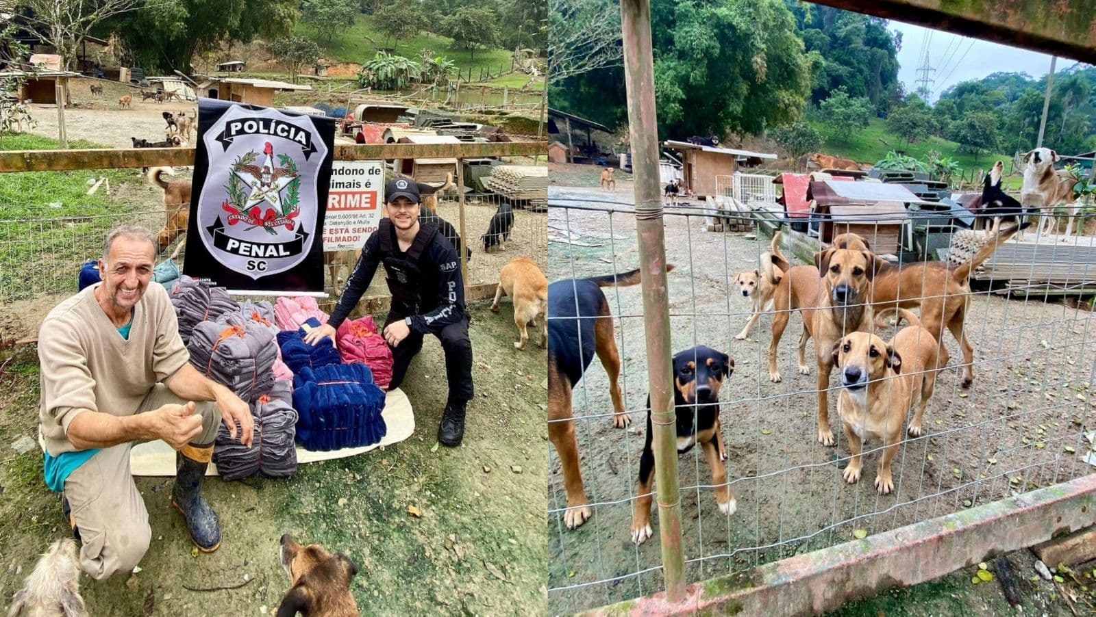 “Eles também sentem frio”: presidiários de SC fabricam mantinhas para cães de rua