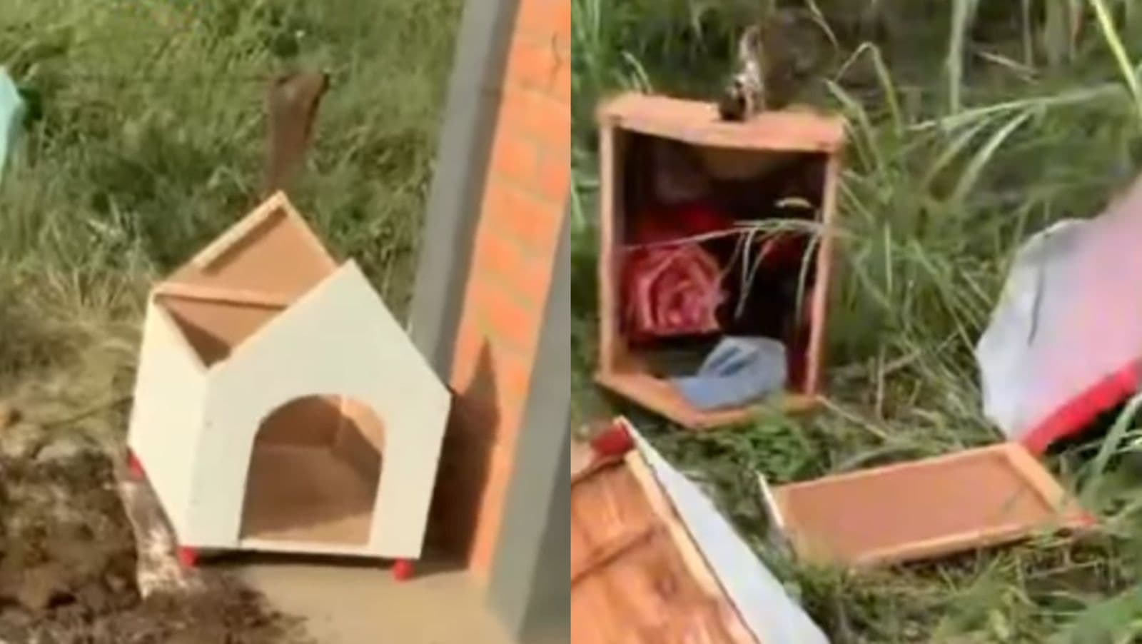 Casinhas para cães de rua aparecem quebradas no mato em SC: “virou moda?”