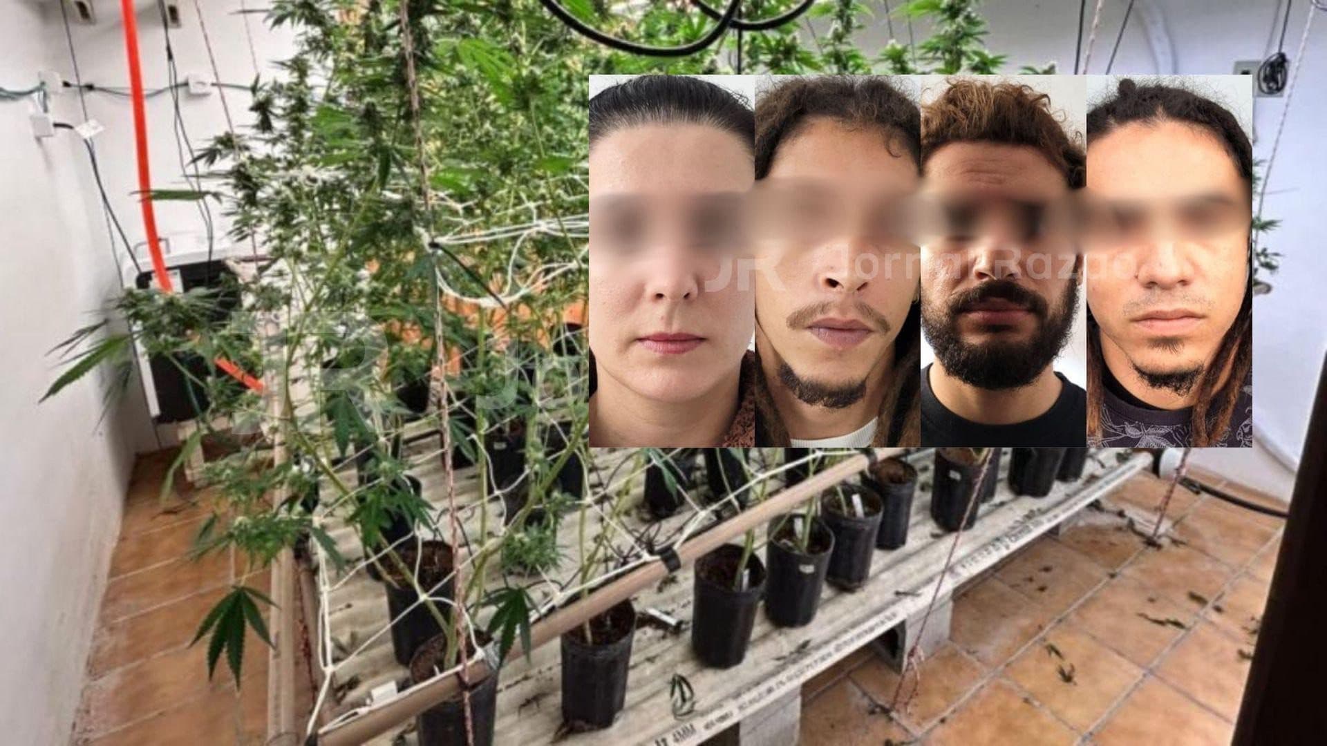 Operação em Florianópolis prende seis e desmonta laboratório de “supermaconha”