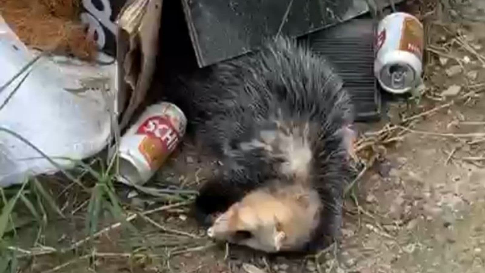 “Tá bêbado que nem um gambá”: morador de Tijucas flagra meliante de 4 patas dormindo após beber cerveja