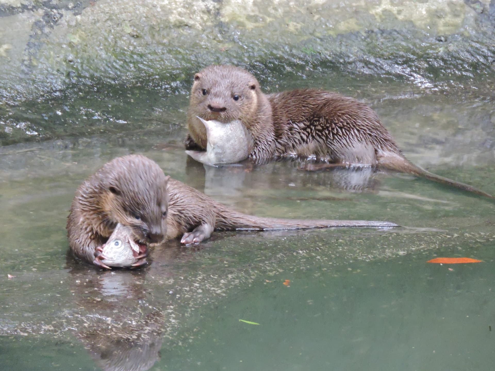 Do berço ao lago: lontrinhas nascidas em cativeiro ganham nova vida na natureza em Florianópolis