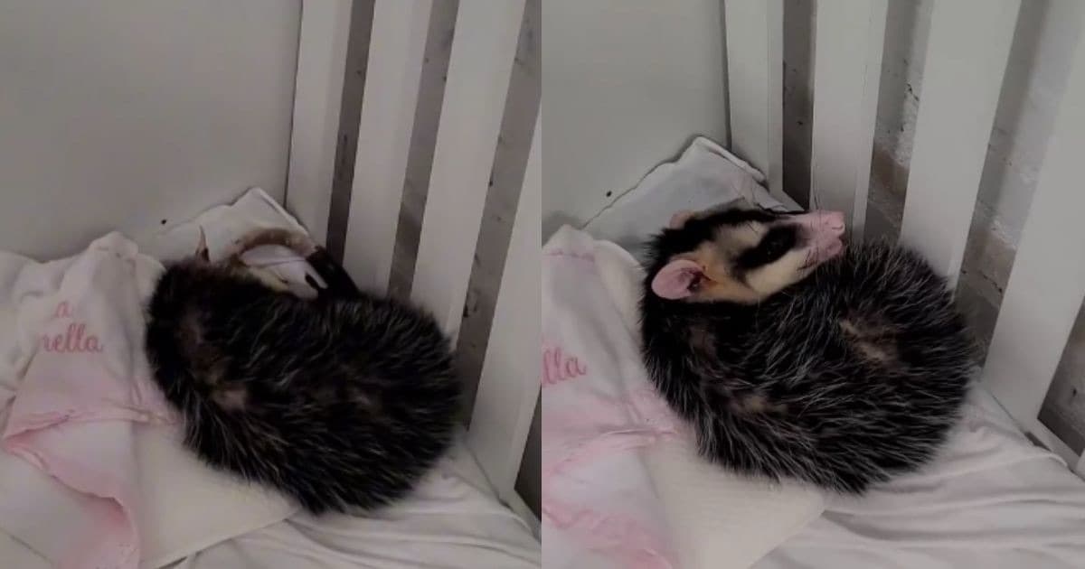Gambá invade creche e passa a noite em cama quentinha em SC