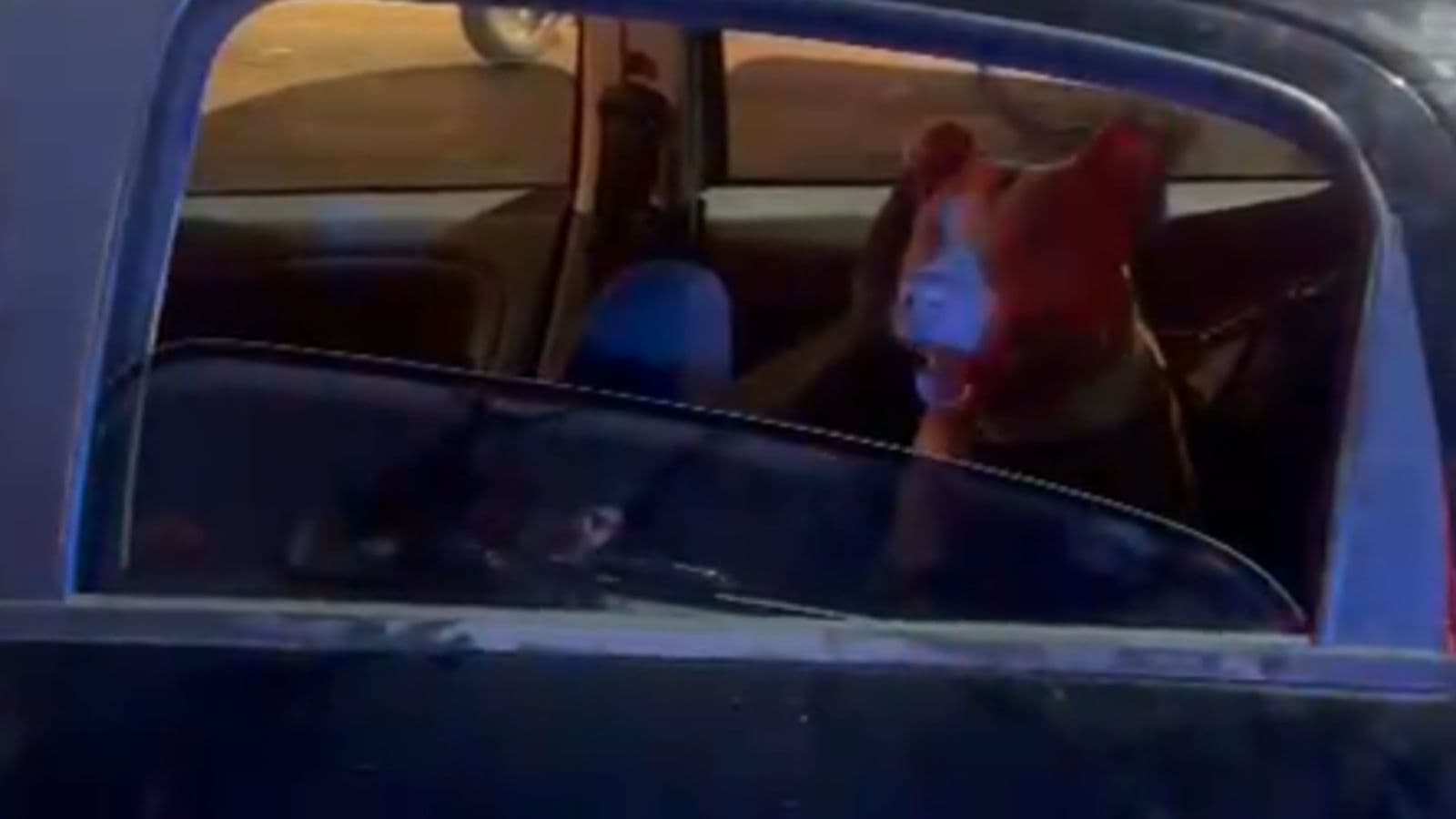 Motorista tenta soltar pit bull para impedir abordagem da Guarda Municipal em Balneário Camboriú