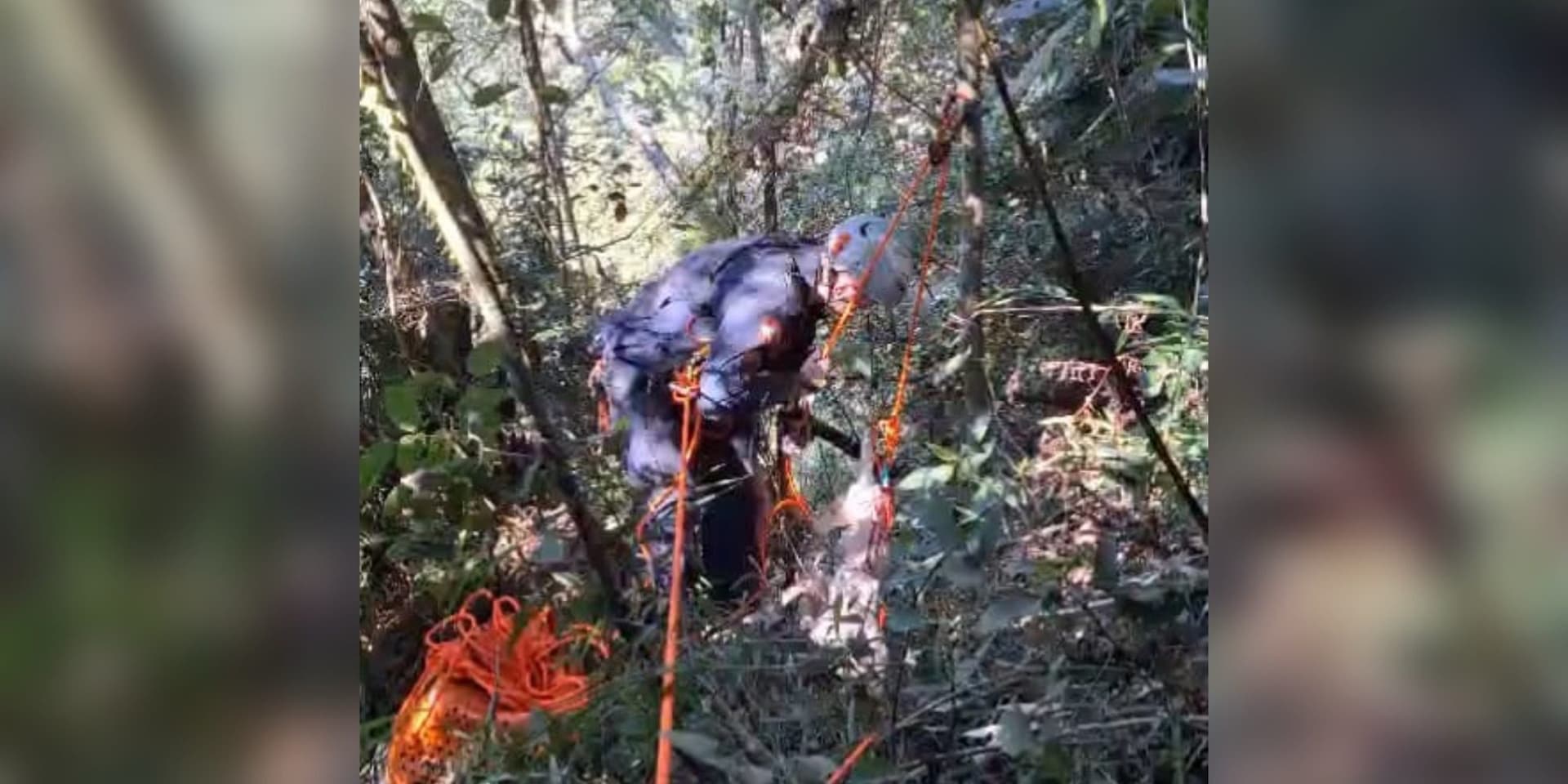 Cão é resgatado com vida após 11 dias em encosta de 40 metros em SC