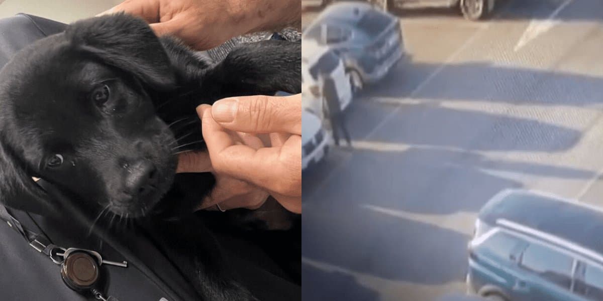 Para não perder o voo, homem abandona cachorrinho no Aeroporto de Florianópolis e acaba preso em Brasília