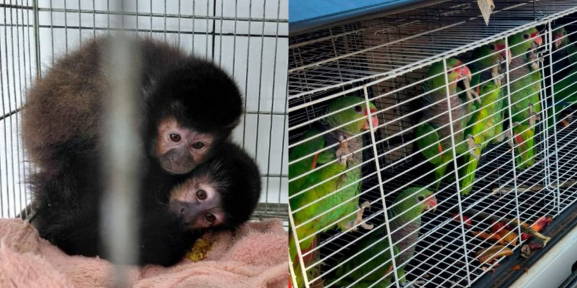Ibama resgata 174 animais em SC: macacos eram vendidos a influenciadores por até R$ 120 mil
