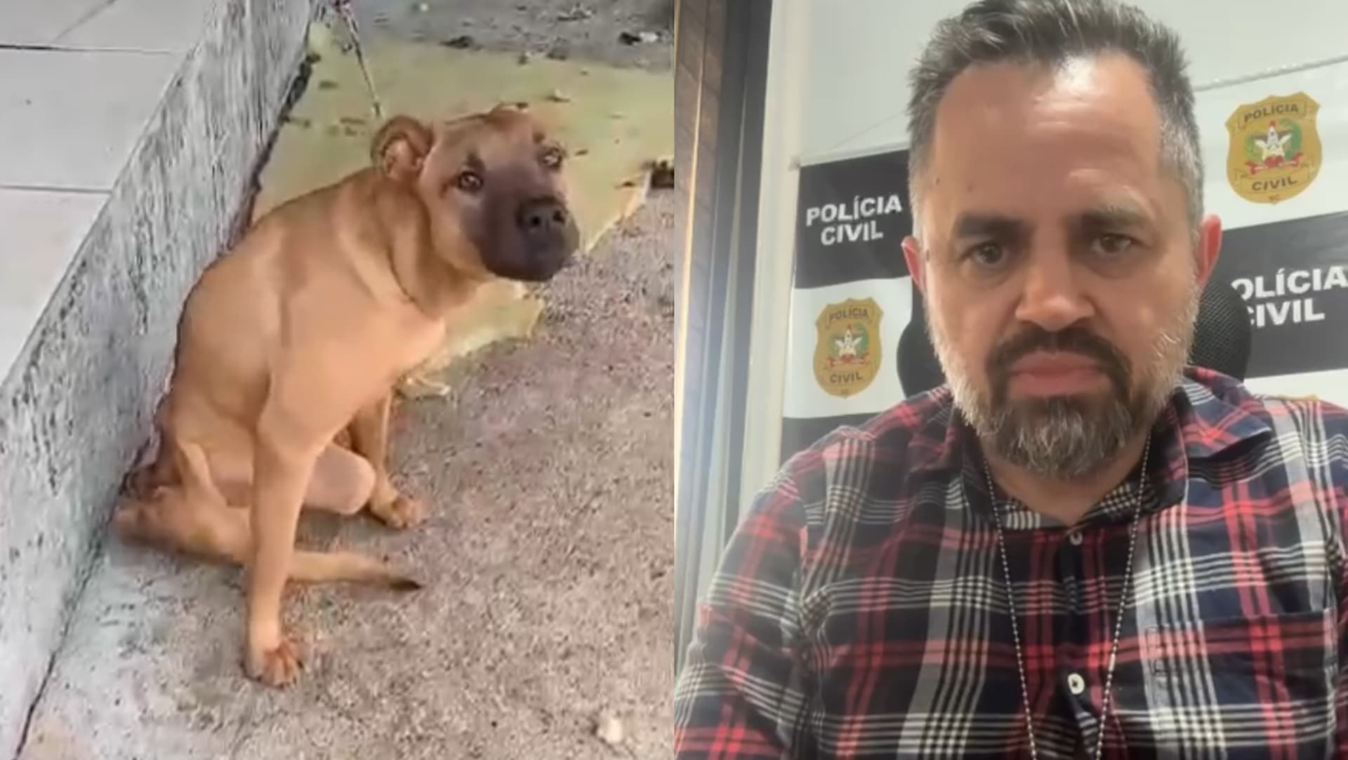 “Sem comida e água”: Mulher é presa em flagrante após deixar cão paraplégico amarrado para morrer em SC