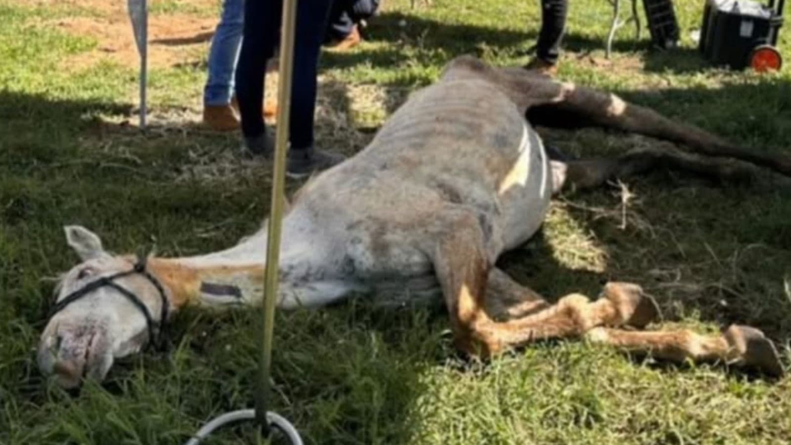 MPSC resgata 12 cavalos mantidos sem água e comida em propriedade rural de SC
