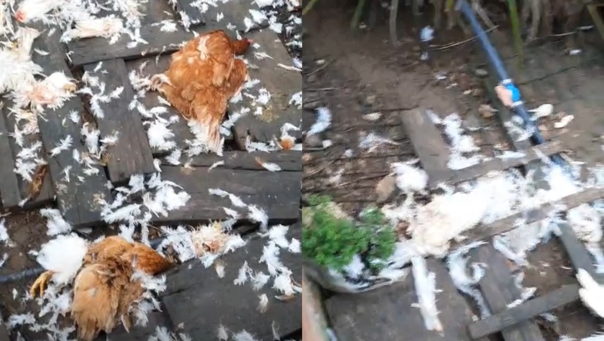 Moradora se revolta após cachorro de vizinho matar toda a criação de galinhas em SC