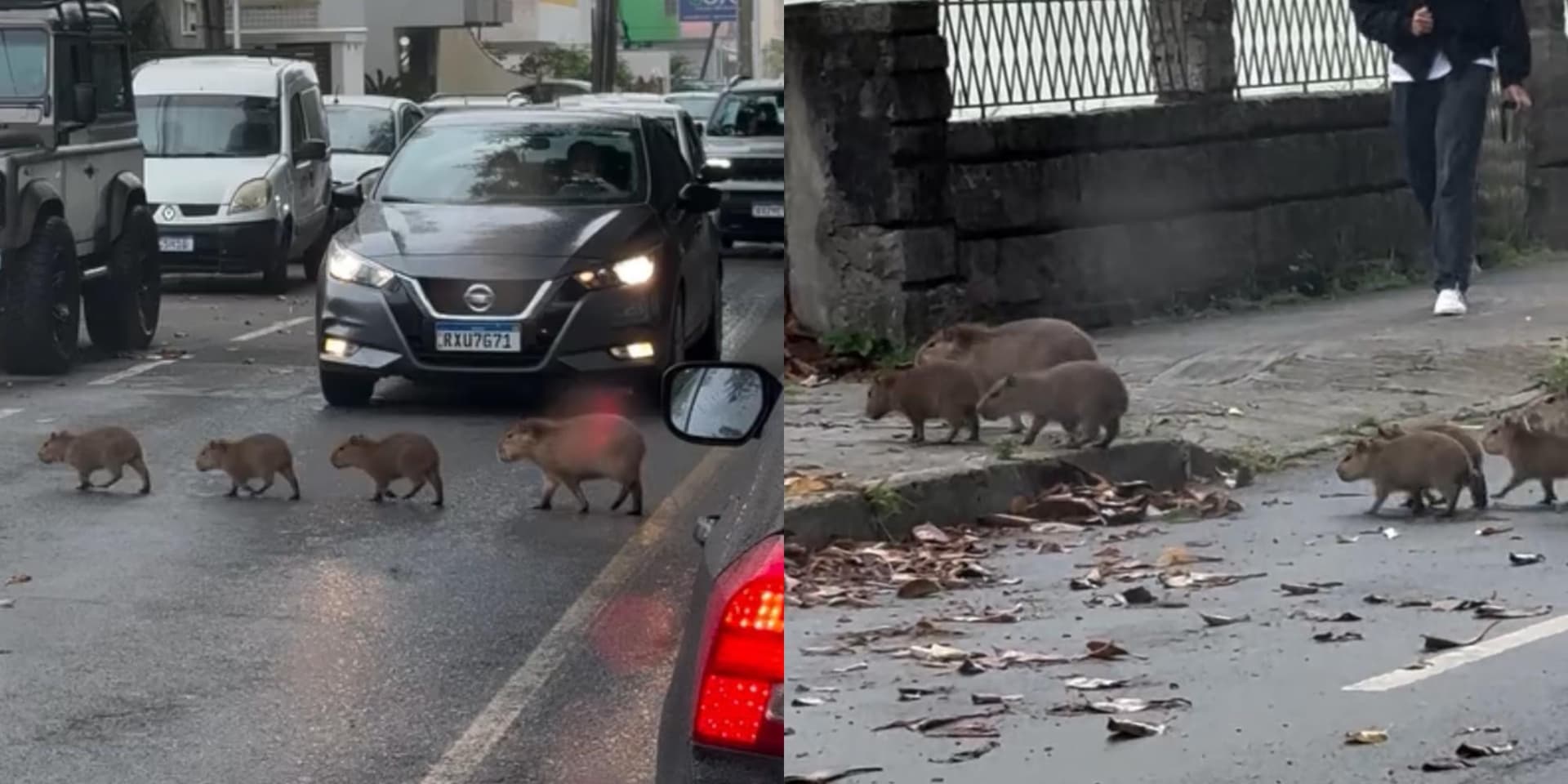 Família de capivaras “interrompe” trânsito de avenida e vira atração de moradores em SC