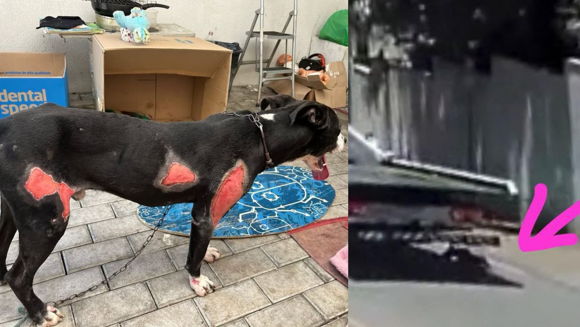 Polícia Civil prende homem que arrastou cachorro por 1 km amarrado a caminhão em Blumenau