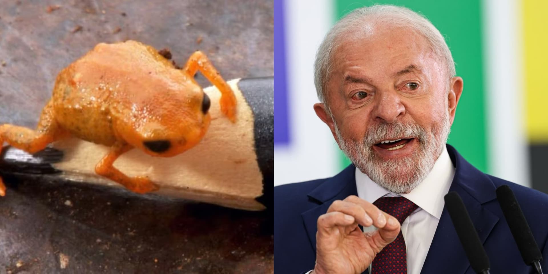 Sapinho encontrado em SC vira homenagem para Lula