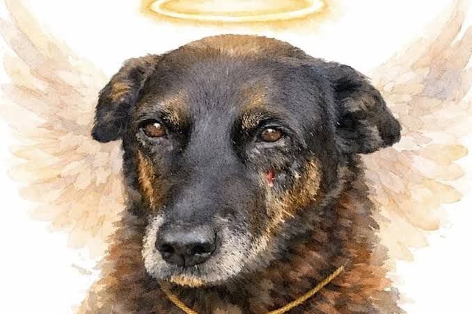NSC divulga laudo “exclusivo” do cão Orelha descartando “fratura por ação humana”