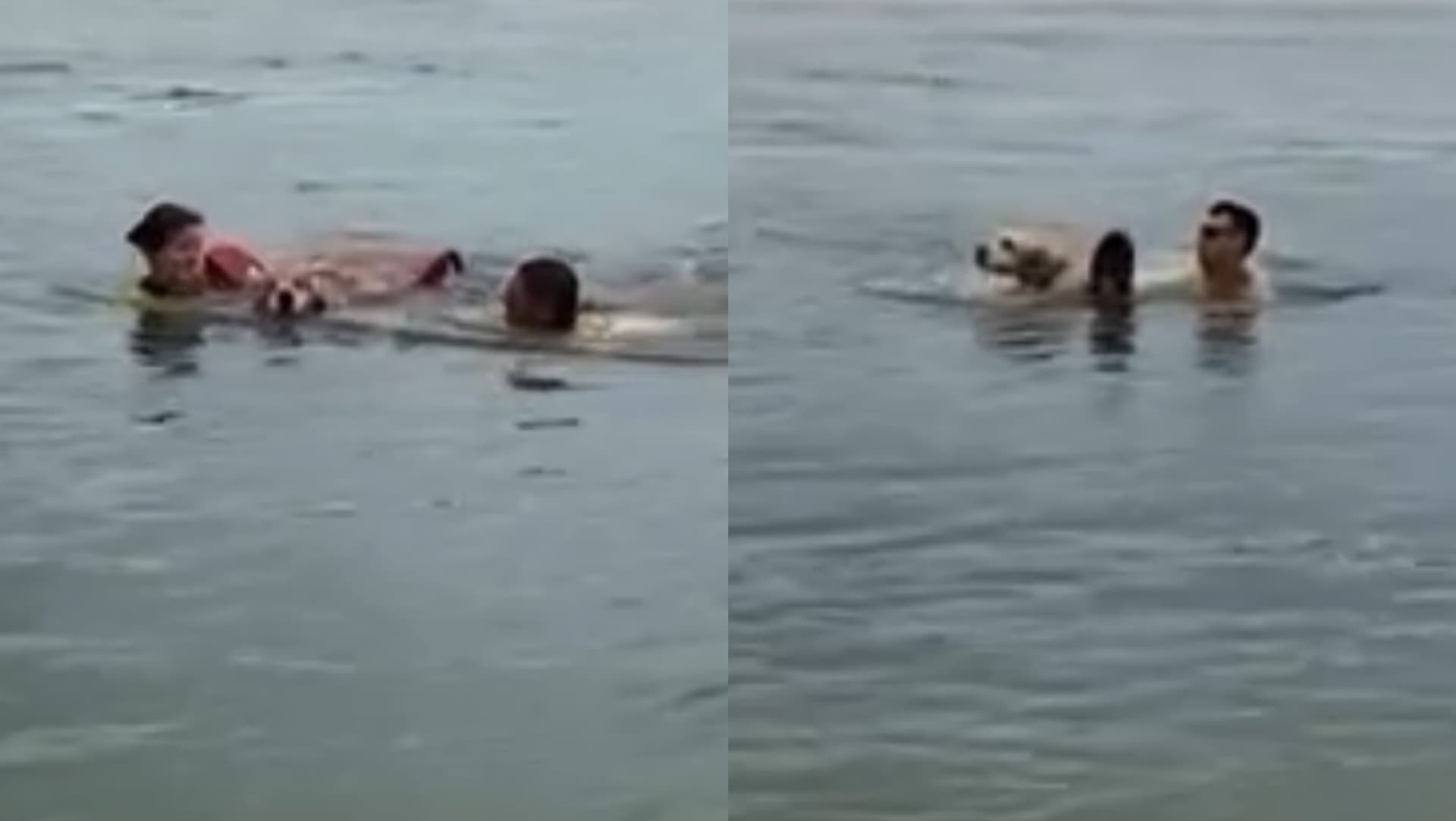 “A vida deles também importa”: Guarda-vidas salvam cachorros levados pela correnteza em praia de SC