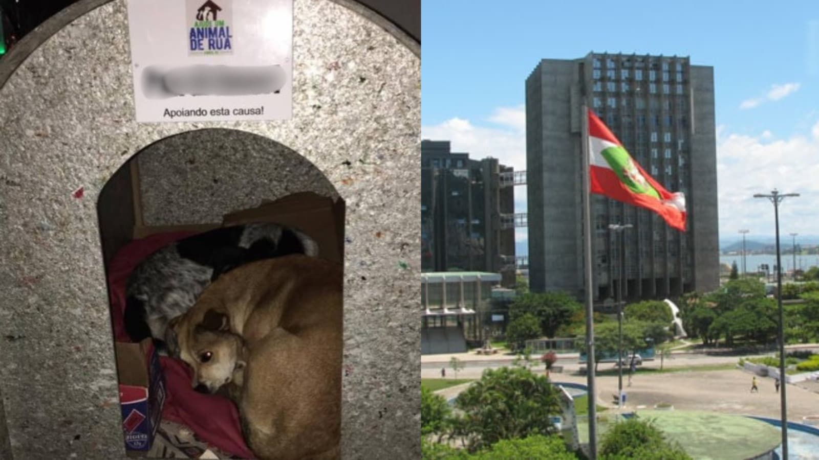 Cidade de SC tenta proibir casinhas para cães comunitários, mas TJ barra: “não pode”
