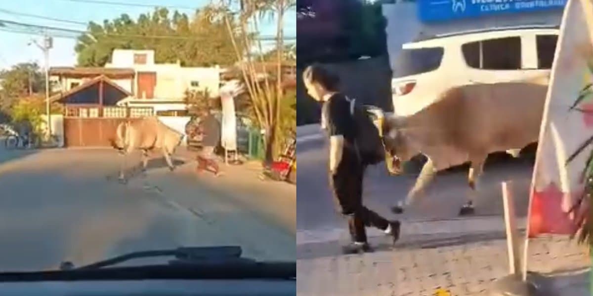 “Touro bandido”: boi solto ataca moradores e causa pânico nos Ingleses, em Florianópolis