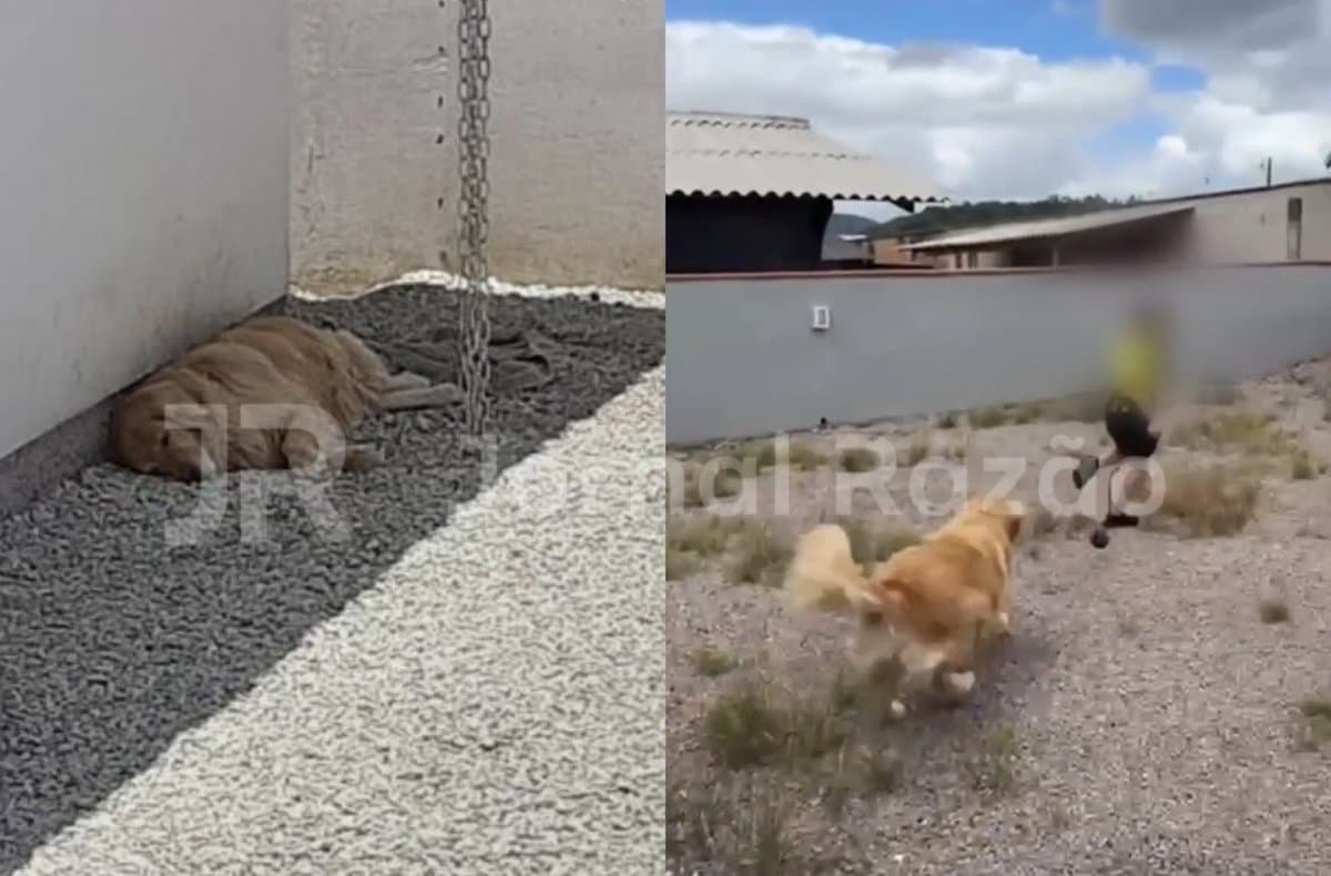 Juiz de SC manda devolver à tutora Golden Retriever que quase morreu por maus-tratos em Brusque