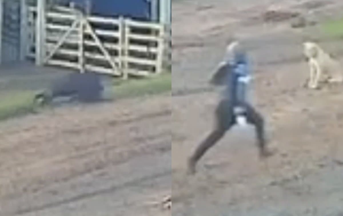 VÍDEO: Trabalhador corre para escapar de ataque de javali na Serra Catarinense