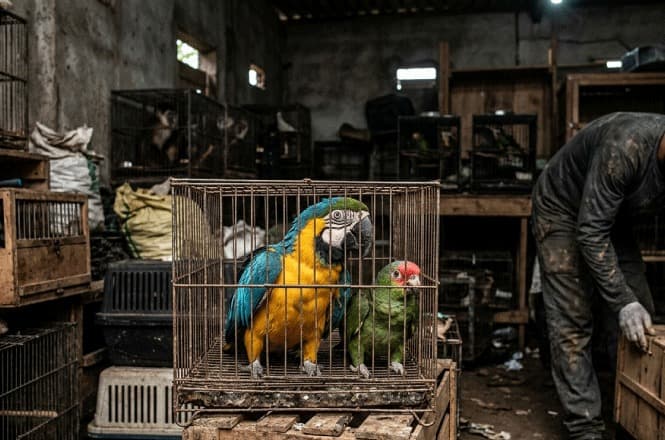 Operação revela comércio ilegal de animais silvestres e mantém investigado atrás das grades em SC