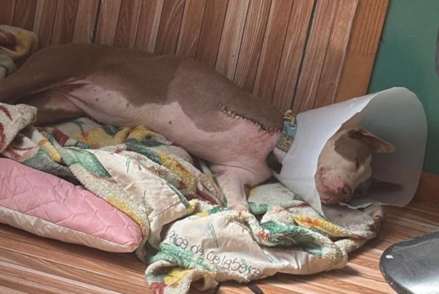Filhote de pitbull tem perna amputada após ataque com facão em Três Barras; suspeito está solto