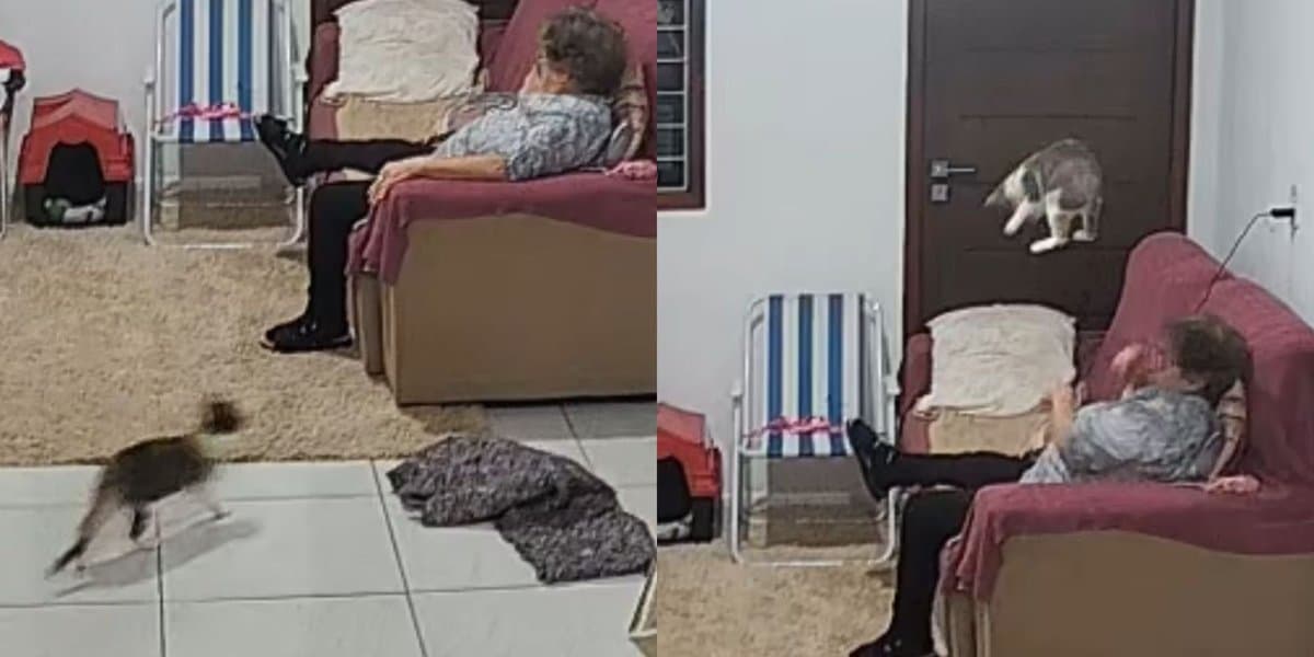 Câmera flagra gata dando susto em vovó de 82 anos que tirava um cochilo no sofá em SC