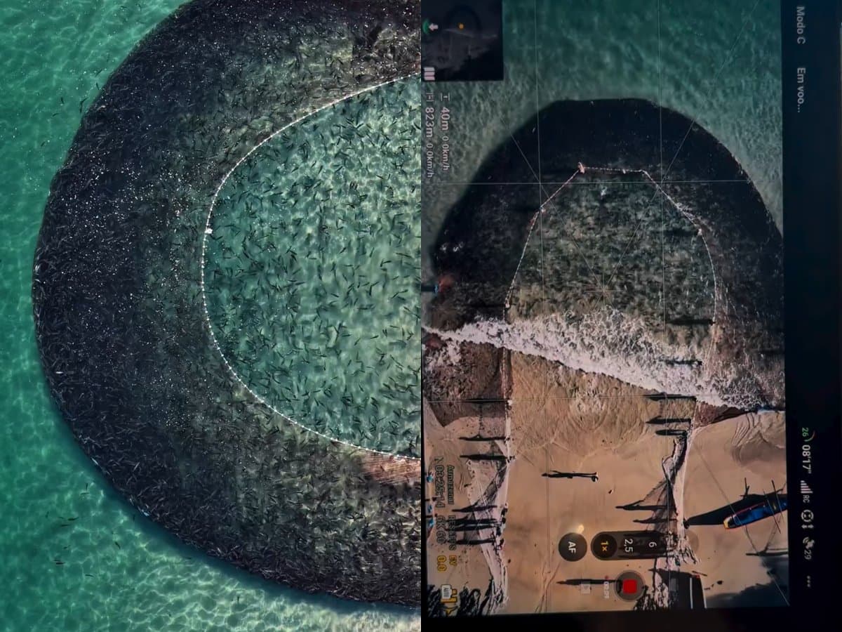 “Dia de fartura”: pescadores fazem captura histórica de tainha na praia central de Garopaba