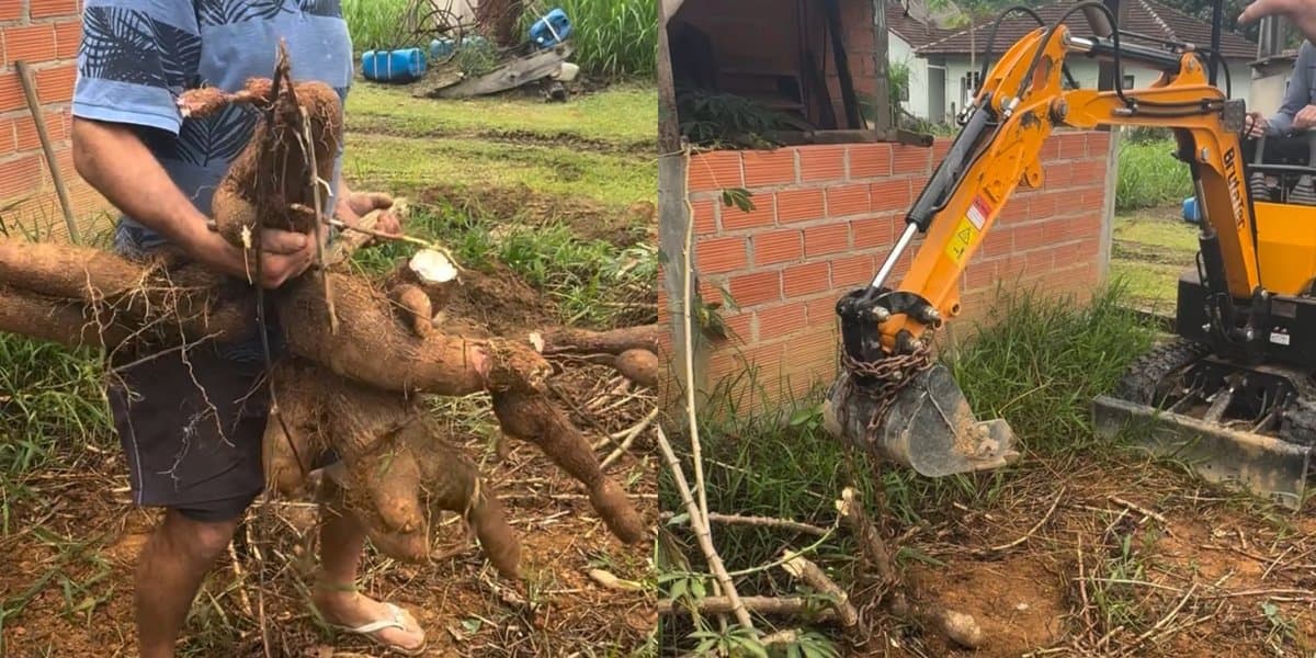 Dois anos depois de plantar, morador arranca mandioca gigante e impressiona vizinhança em SC