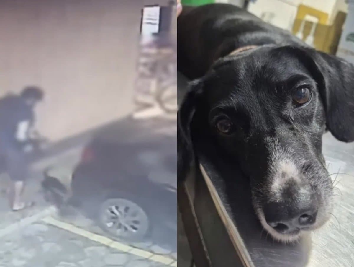 “Final feliz”: motorista arrasta cachorro por engano, se comove e decide adotá-lo em Joinville
