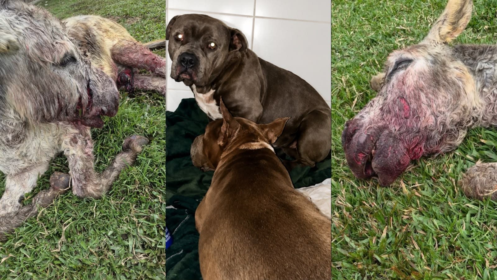 “Tô arrasado”: pitbulls invadem sítio, matam jumento de estimação e deixam animais feridos em SC