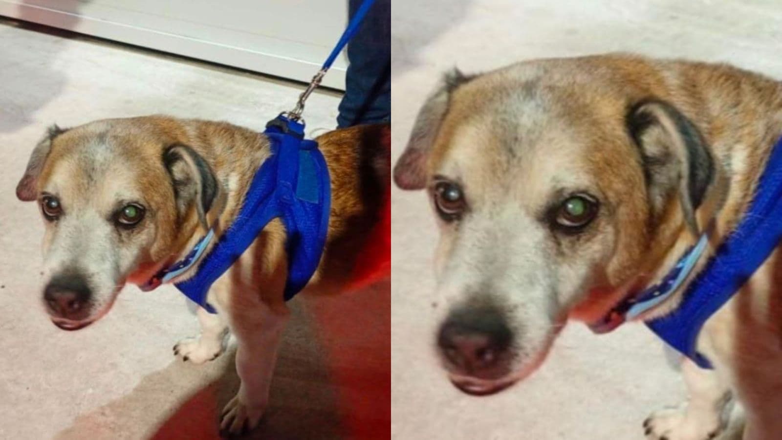 Tutor é preso pendurando cachorro pelo pescoço e desferindo socos e chutes no meio da rua em BC
