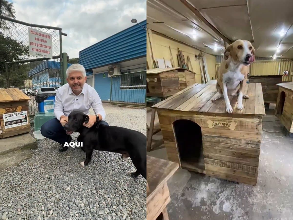 Prefeito coloca presos para construir casinhas para proteger cães comunitários do frio em Blumenau
