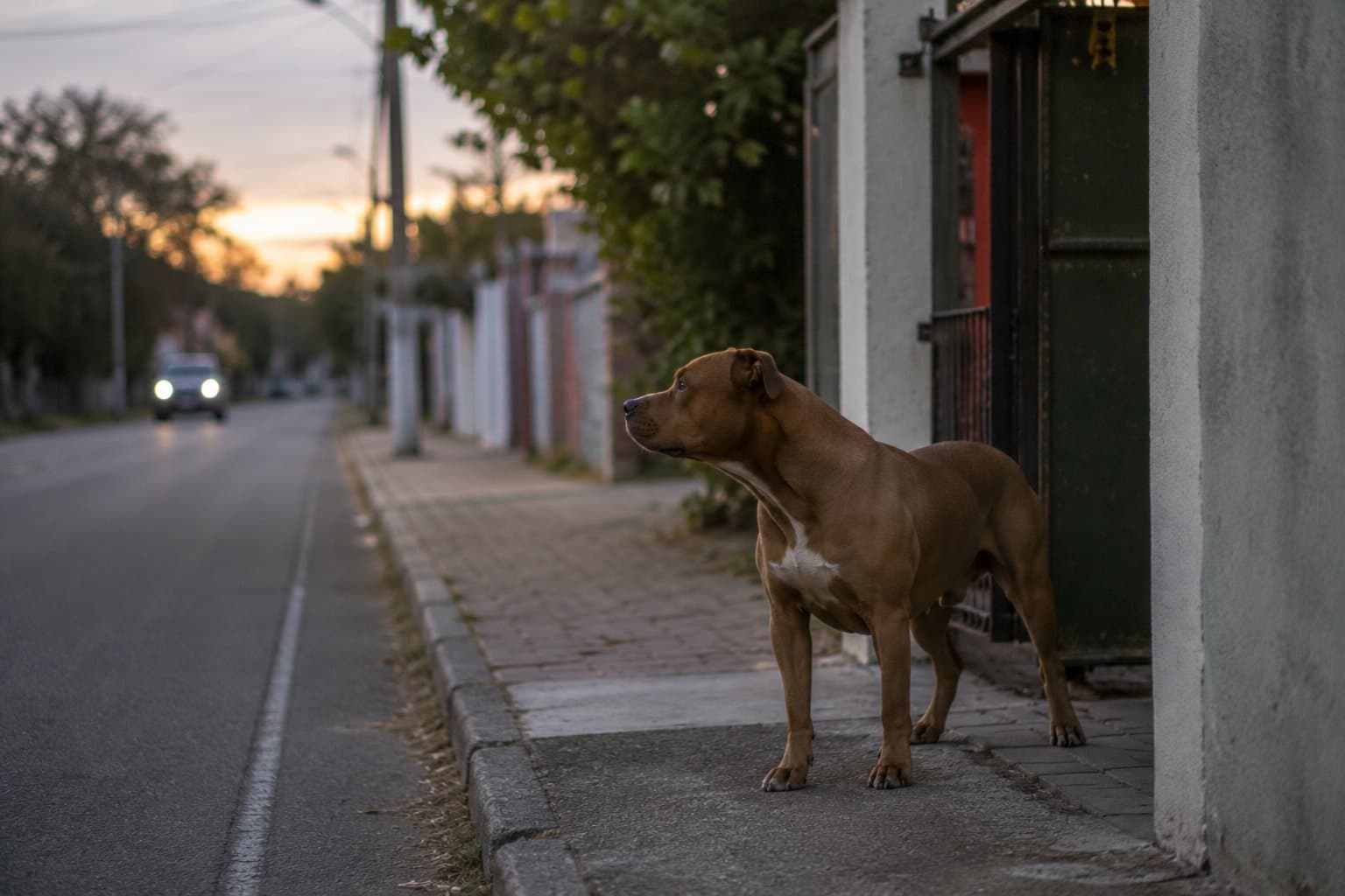 Vizinho usa facão para conter pitbull após ataque contra outro cachorro em SC