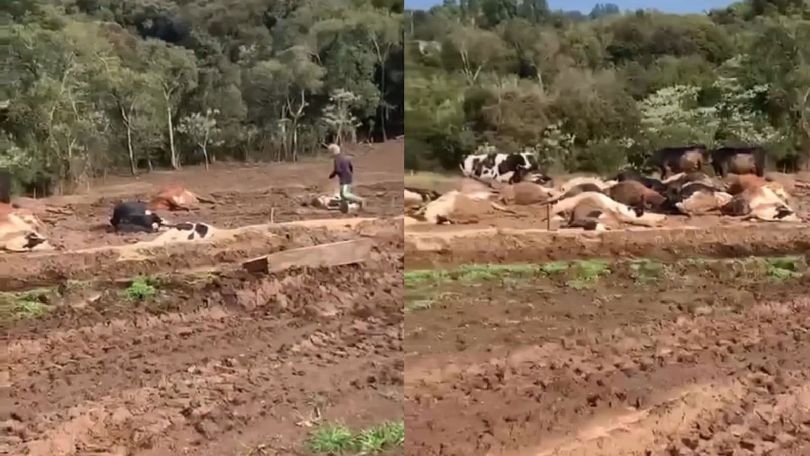 30 vacas morrem eletrocutadas por cabo rompido em propriedade rural de Santa Catarina