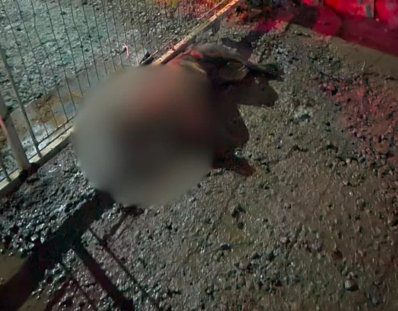 “Dócil e querida”: PM entra em estabelecimento para salvar pitbull com suspeita de envenenamento em SC