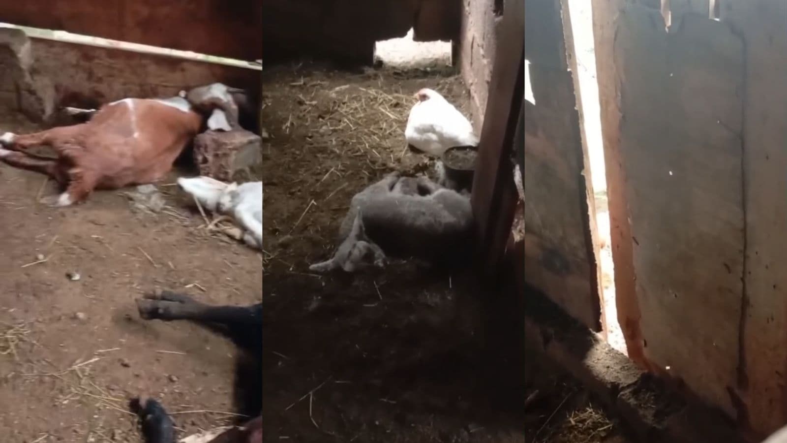 Medo em comunidade rural de SC: produtor encontra 16 animais mortos em nova onda de ataques a tiros