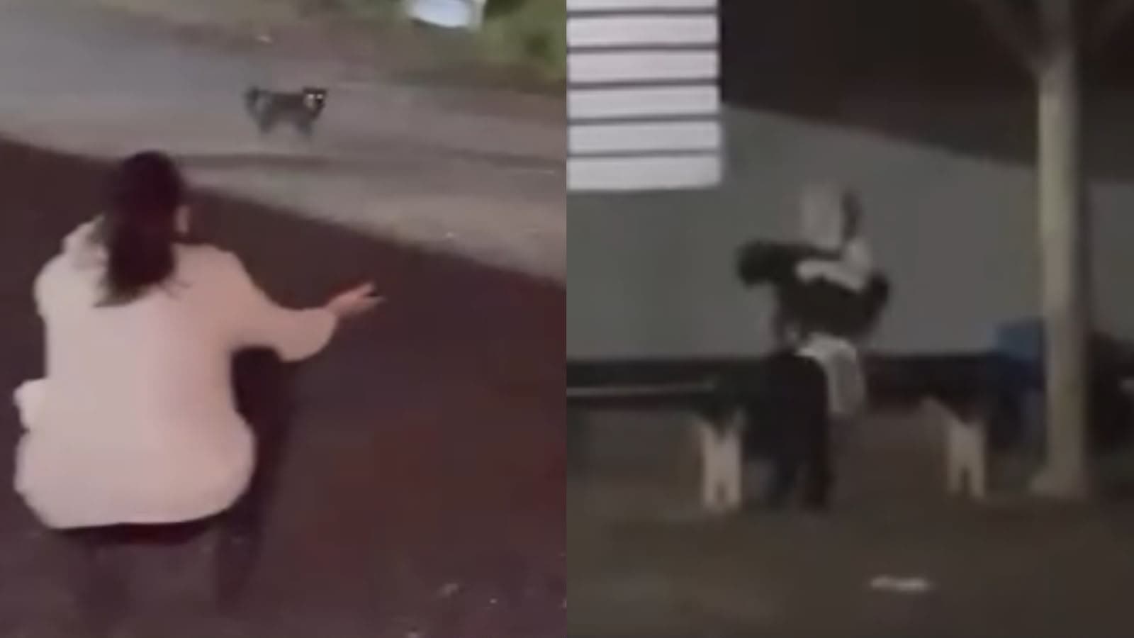 Após um ano e dois meses desaparecido, cachorro reconhece tutora e volta pra casa em SC