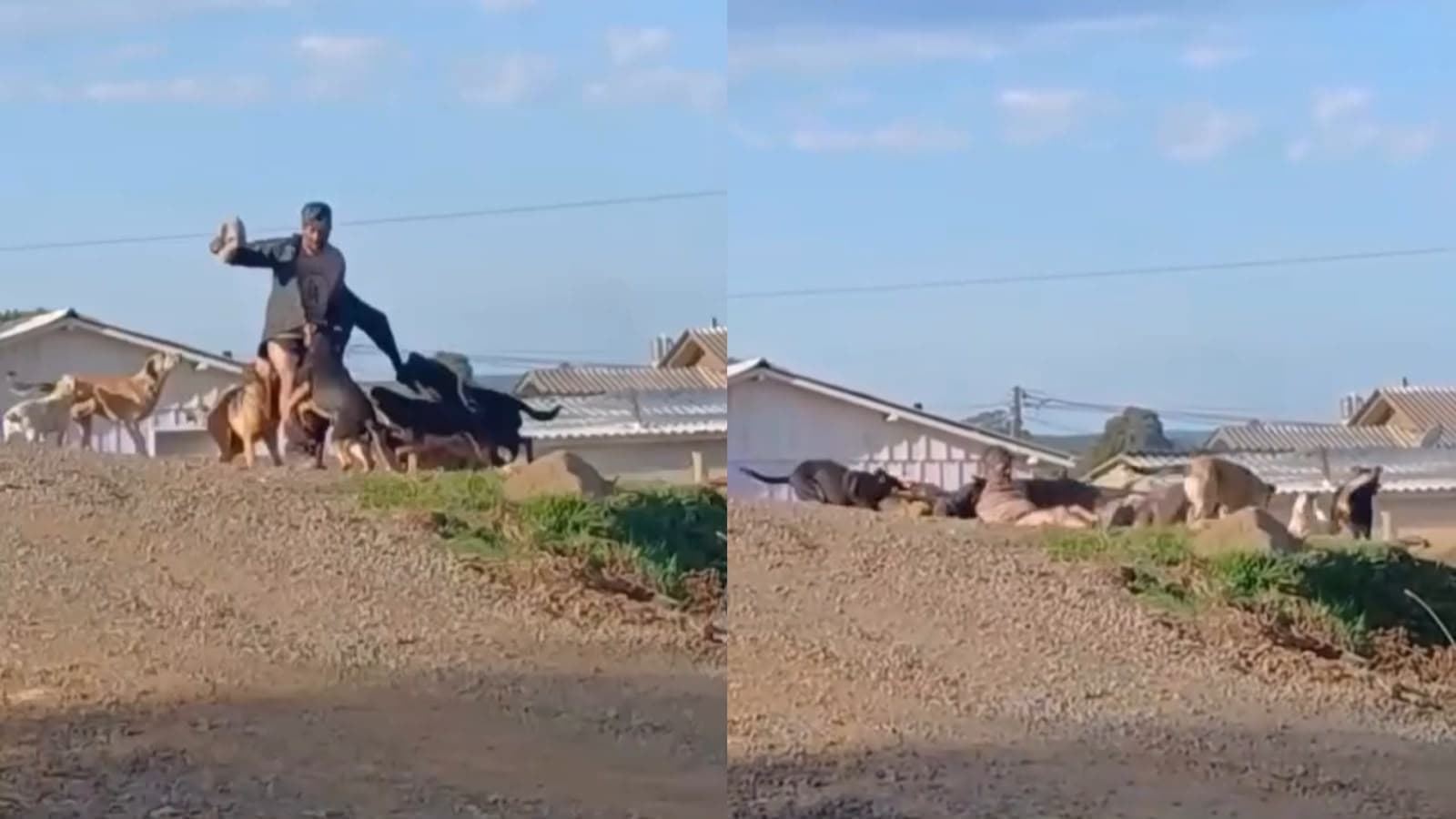 Moradores denunciam “pedágio” de cães soltos que cercam e atacam quem passa por rua em SC