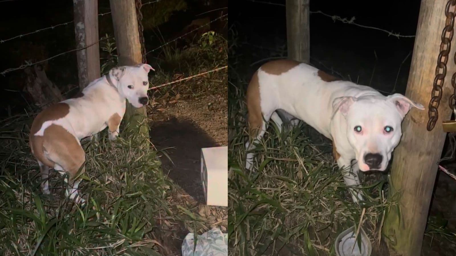 “Já não sei o que fazer”: pitbull é abandonada amarrada no portão de abrigo em noite gelada na Grande Florianópolis