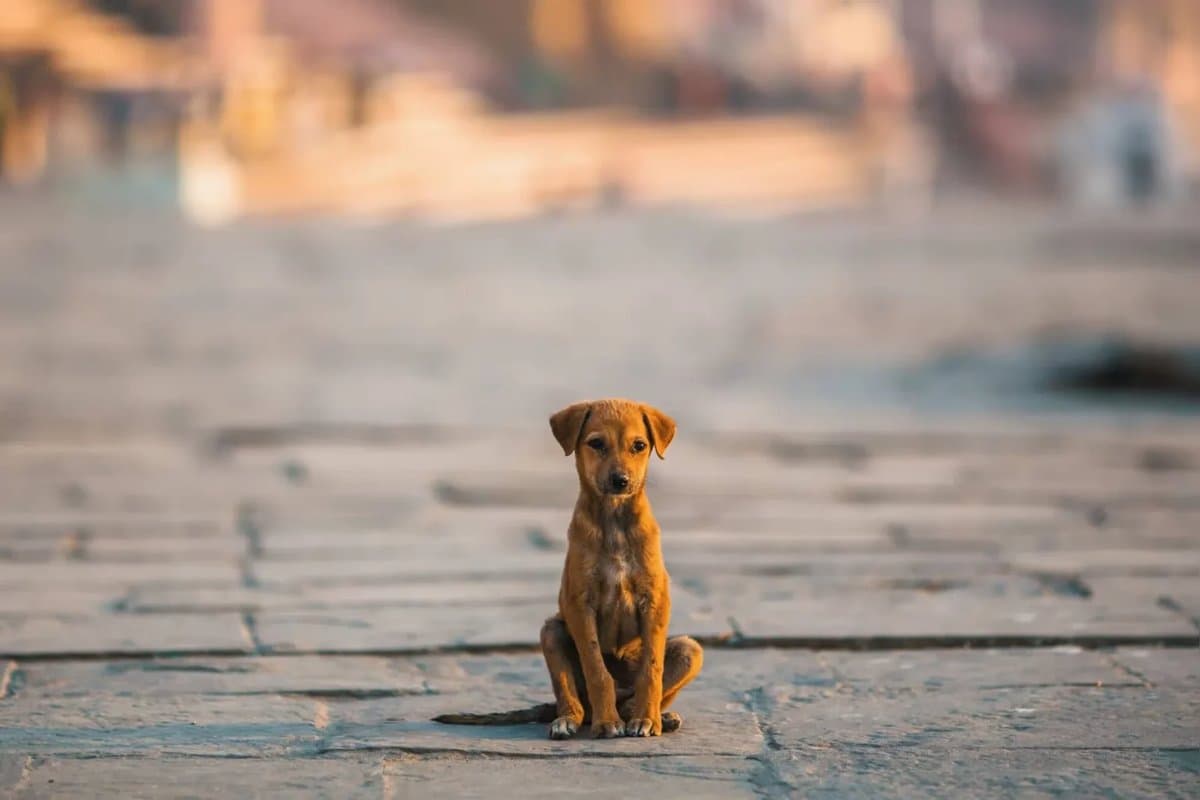 “Já é um começo”: Câmara aprova suspensão da carteira e multa pesada para quem abandonar animais